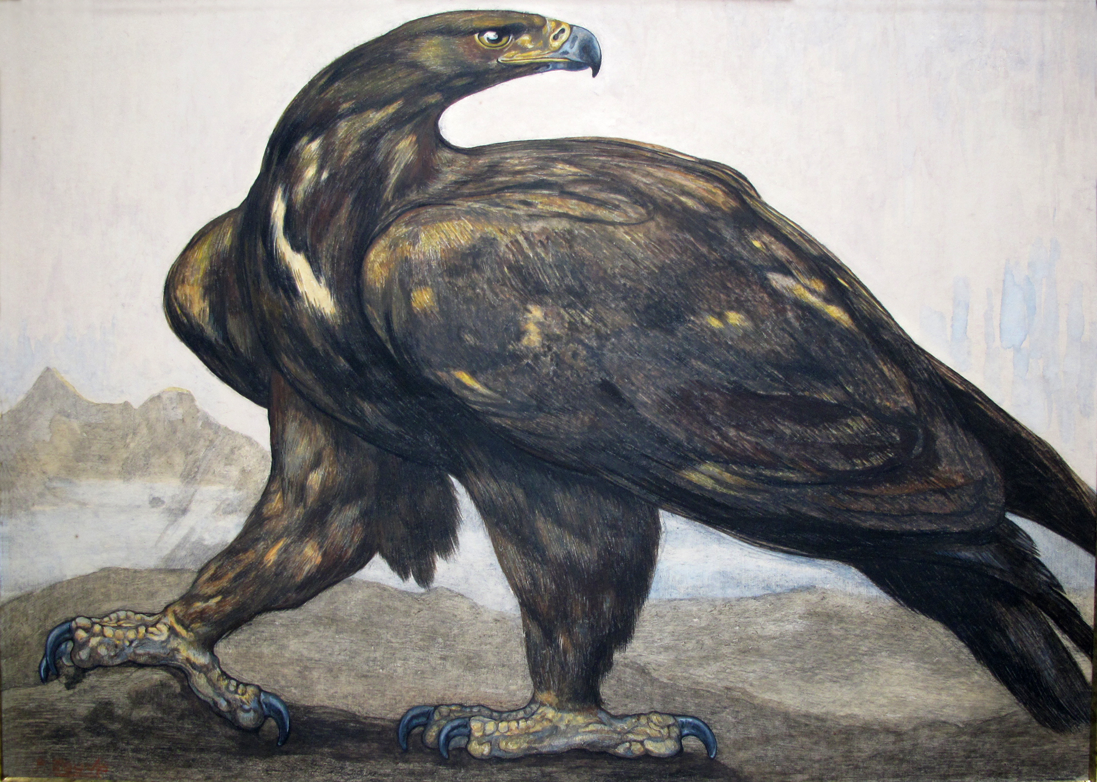 Aigle se retournant, vers 1913.